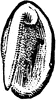 Abronia