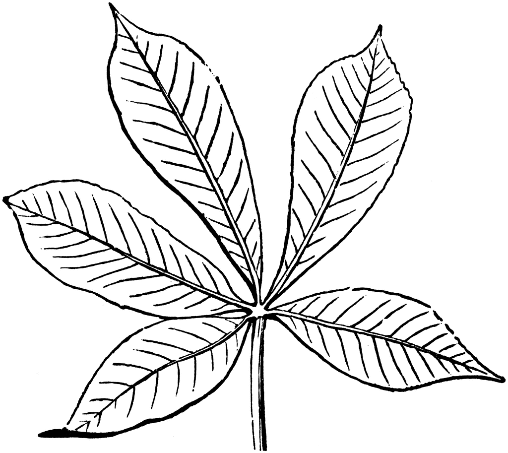 clip art buckeye leaf - photo #11