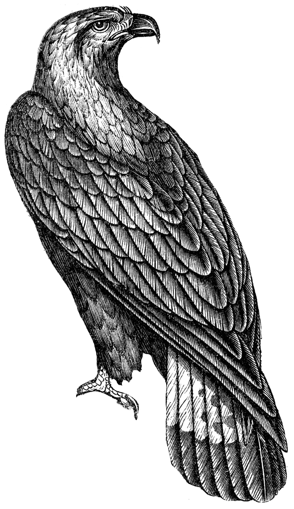 free clip art golden eagle - photo #46