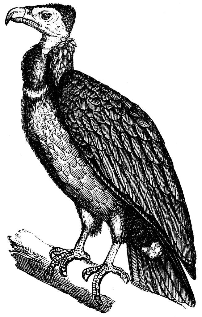 clipart of vulture - photo #42