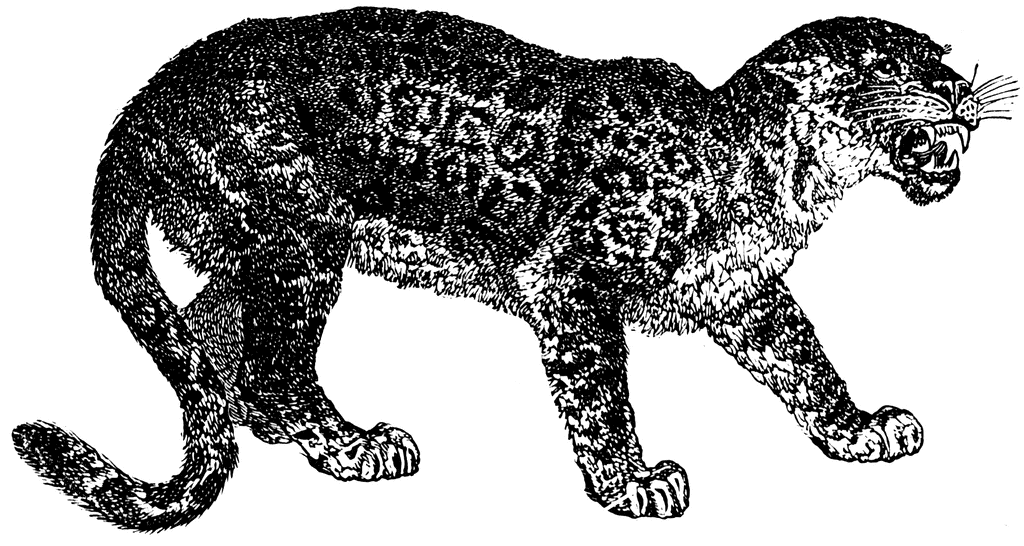 jaguar clipart