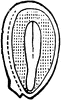 Seed of Violet