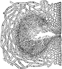 Marine Algae of New England