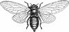 Cicada Septendecim