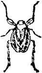 A small homoterous insect, <em>Phylloscelis Atra</em> (var. <em>pallescens</em>) is not uncommon among the brambles and weeds in meadows in Maryland; it is one of a singular round or broad oval shape, being about 0.20 in length by 0.13 in breadth; the fore thigh are much thickened, and the hind tibiae or shanks are quite long and spiney on their outer edges, and are fitted for leaping. The color of this insect is black, having two orange-brown stripes on the thorax, two longitudinal stripes of the same color on the outer wings and on the border of their scutel.