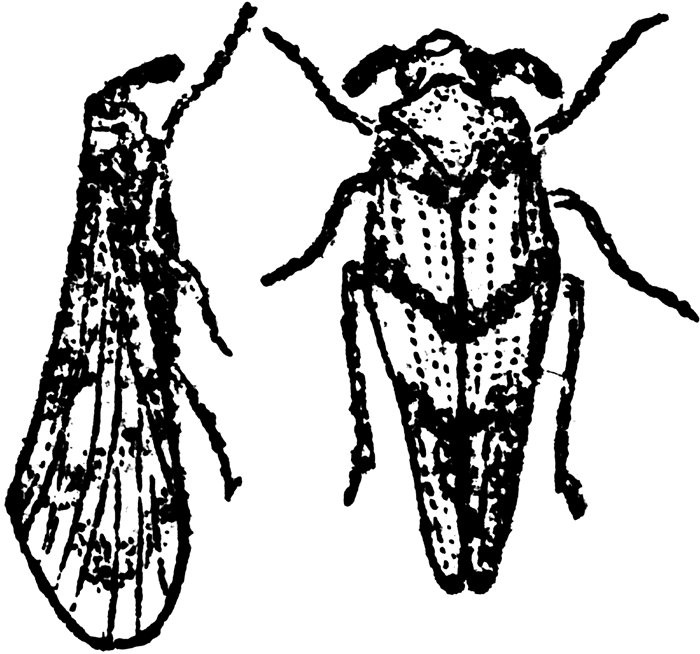 Delphax Carinata