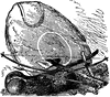 Shield and Weapons