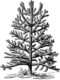 Chili palm