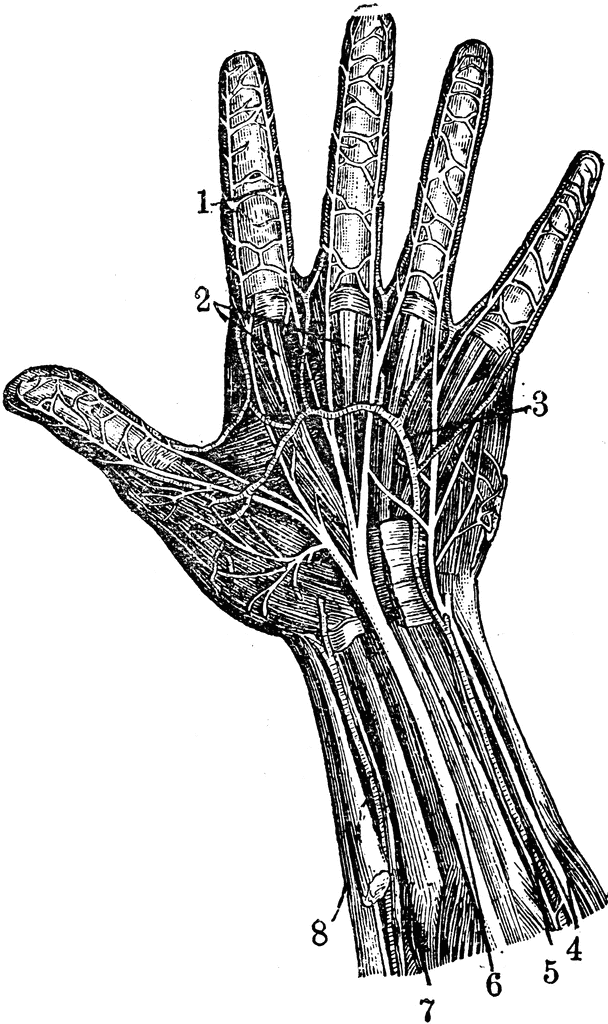 clipart of human hand - photo #39