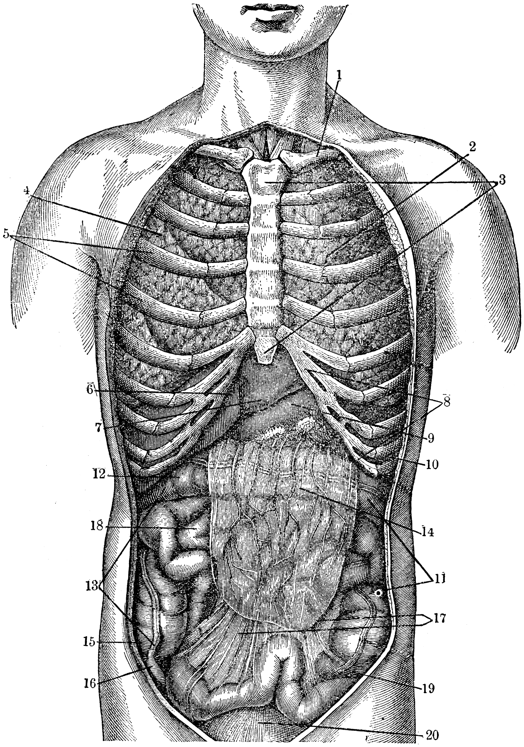 Internal Anatomy | ClipArt ETC