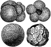 Foraminifera