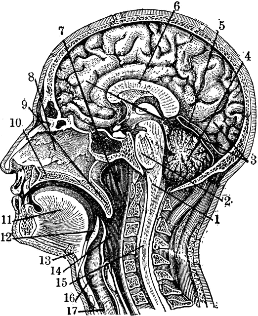 Sectional view of the Head