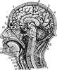 Sectional view of the Head