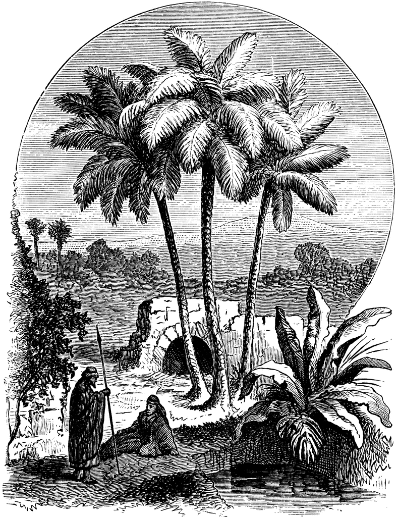 palm tree clipart. Palm Tree