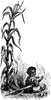 Sugar Cane