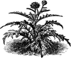 Artichoke