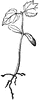 Maple Seedling