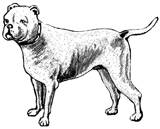 Dog Pictures In Black And White