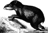 Tapir