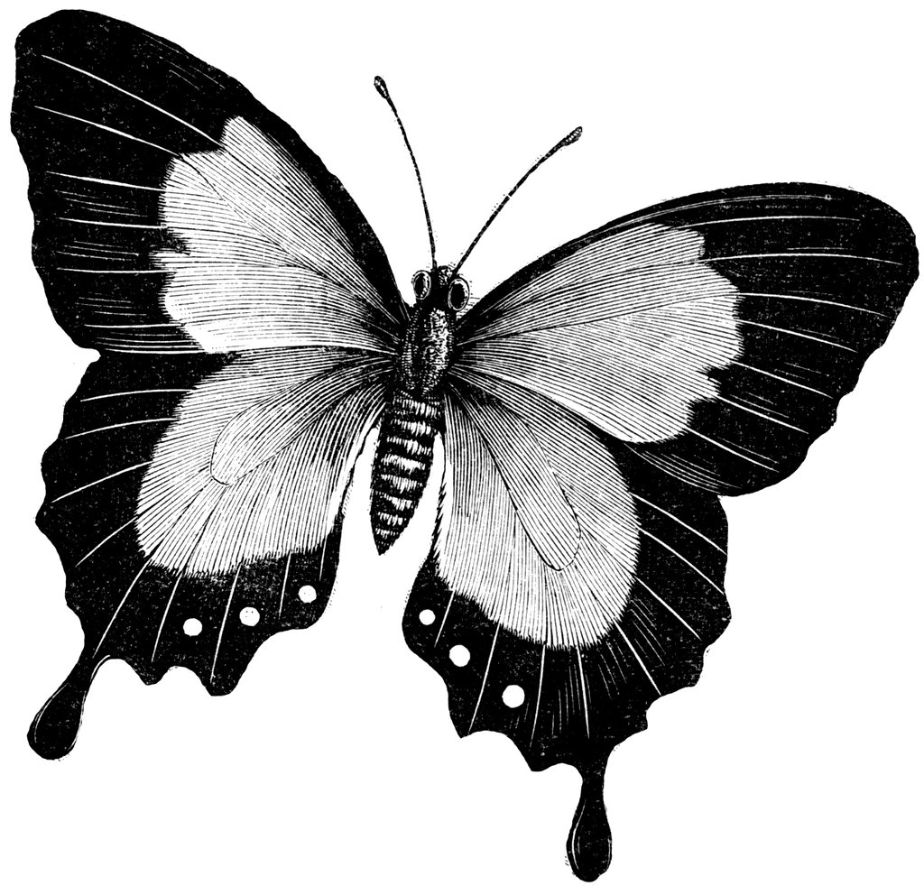 Butterflies Clipart