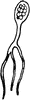Botrydium