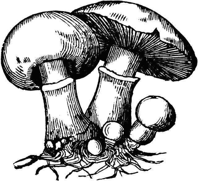oyster mushroom clip art - photo #16