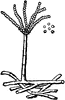 Aspergillus Glaucus
