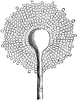 Aspergillus Glaucus
