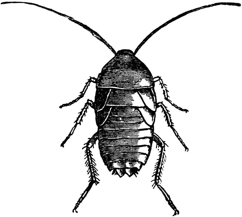 Roach | ClipArt ETC