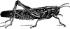 American Bird Grasshopper