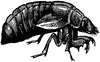 Cicada
