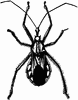 Wheel Bug