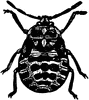 Cabbage Bug