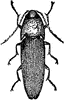 Click-Beetle