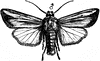 Armyworm