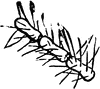 Anisopteryx