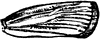Crambus