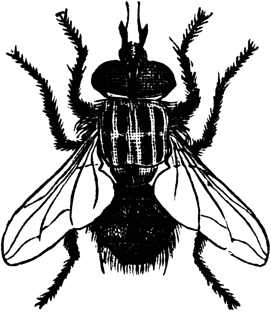 fly clipart black and white - photo #32