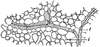 Xylem