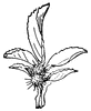 Gall