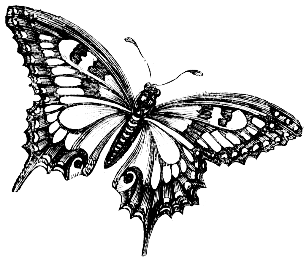 Butterfly To use any of the clipart images above including the thumbnail