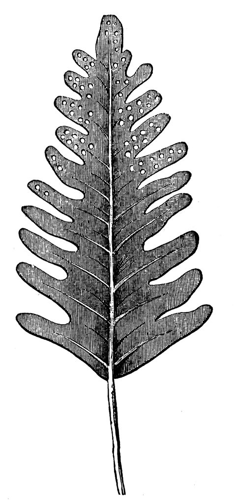 clip art fern leaf - photo #44