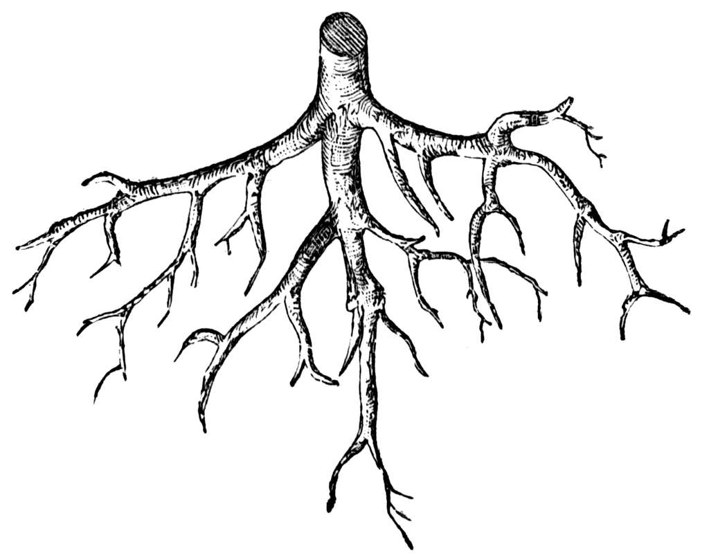 tree root clipart - photo #18