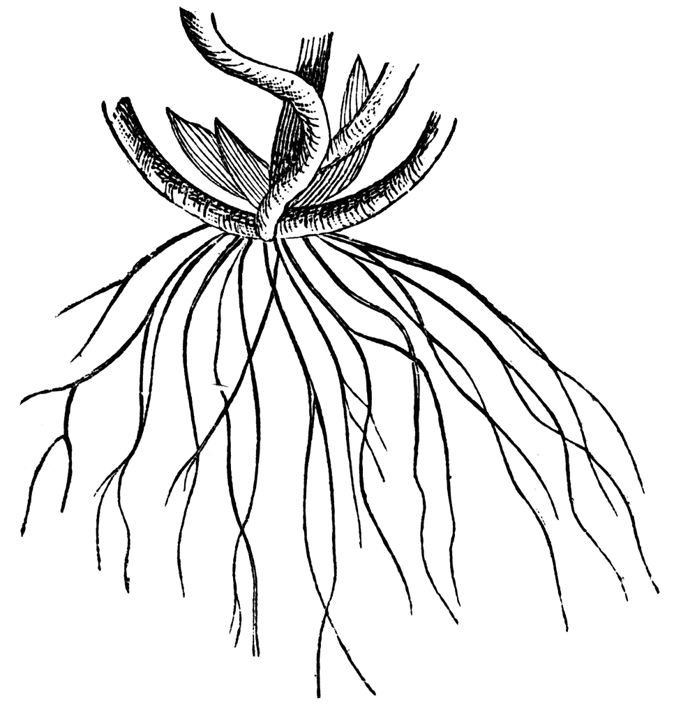 flower with roots clipart - photo #47