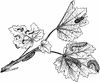 Currant-worm