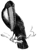 Toucan