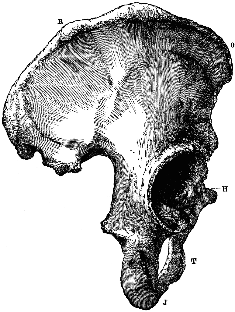 Part of the Human Pelvic Bone | ClipArt ETC