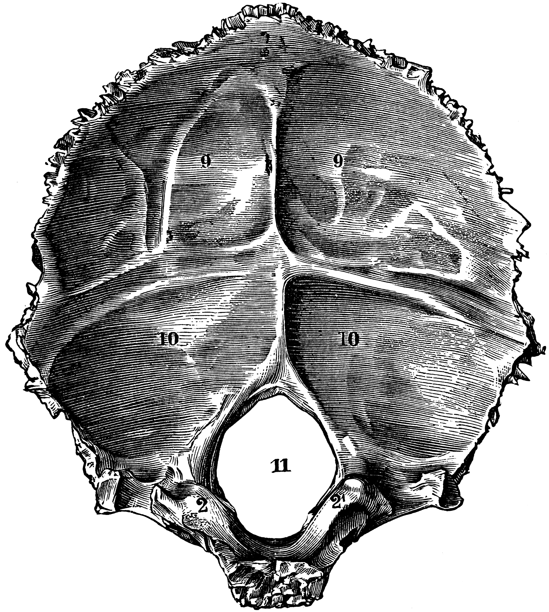 Occipital Bone of the Human Skull | ClipArt ETC