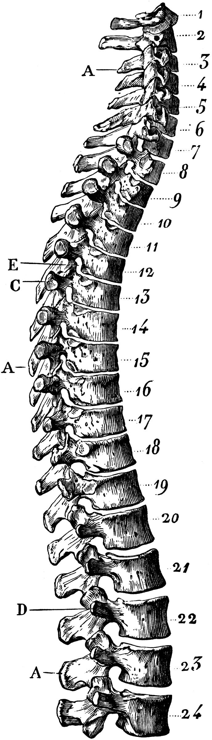 Human Spinal Column | ClipArt ETC