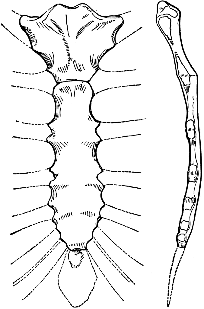 Human Sternum Bone | ClipArt ETC